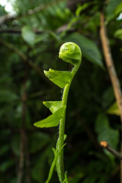 Close-up of green leaf