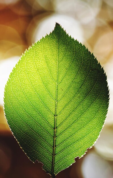 Foto prossimo piano di una foglia verde