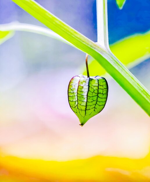 Close-up of green leaf