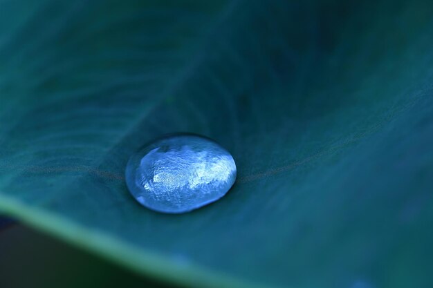 Photo close-up of green leaf