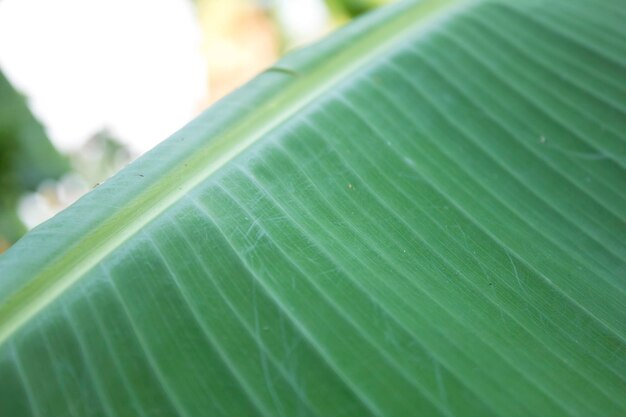 Close-up of green leaf