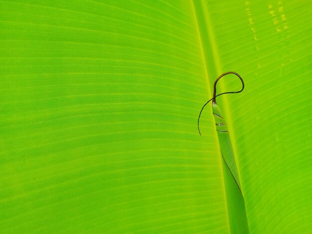 Photo close-up of green leaf