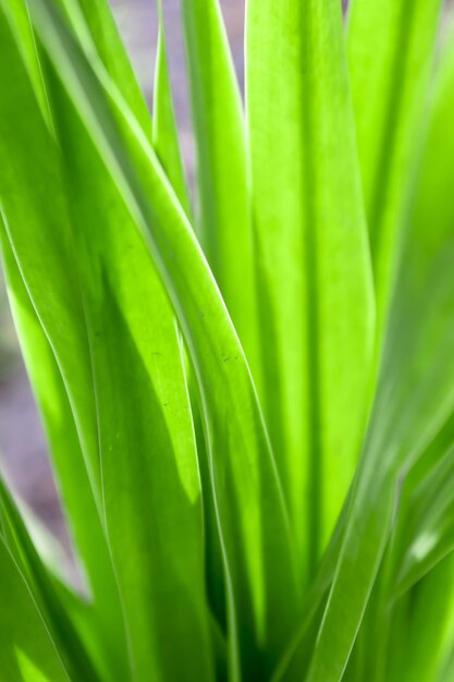 Close-up of green leaf