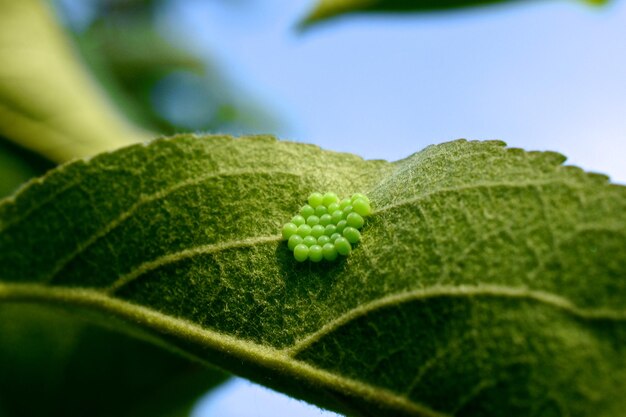 Foto prossimo piano di una foglia verde