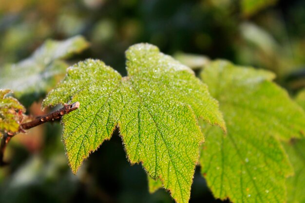 Close-up of green leaf