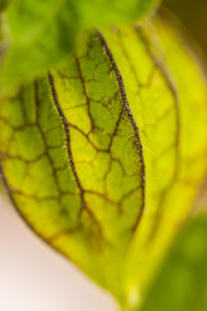 Foto prossimo piano di una foglia verde