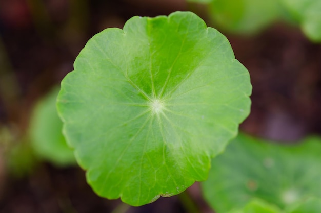 Foto prossimo piano di una foglia verde