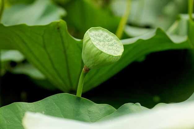 Close-up of green leaf