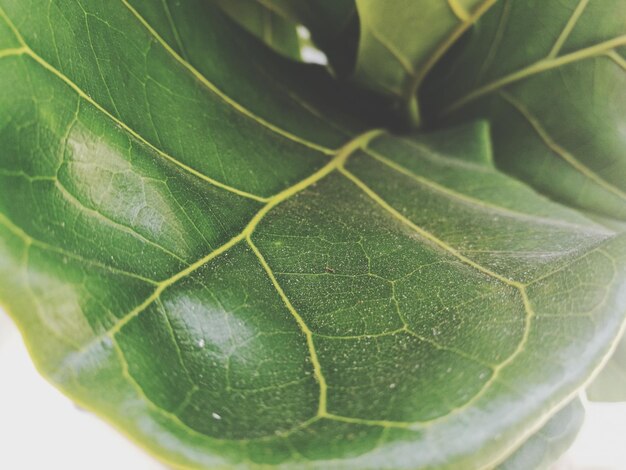 Photo close-up of green leaf