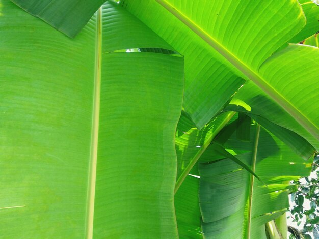 Photo close-up of a green leaf