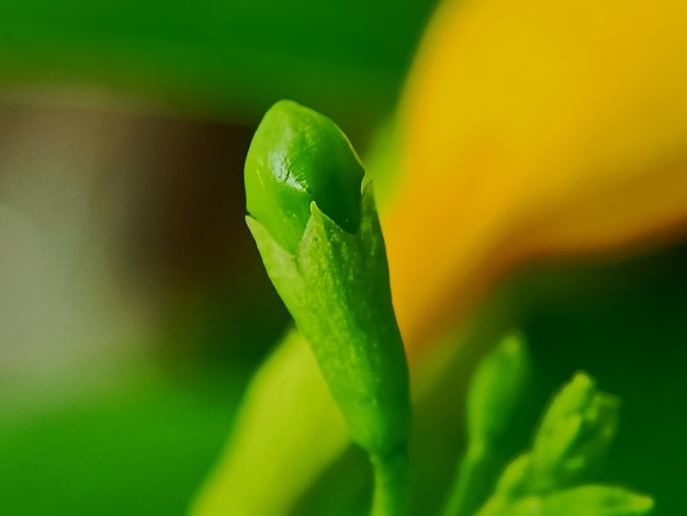 Photo close-up of green leaf