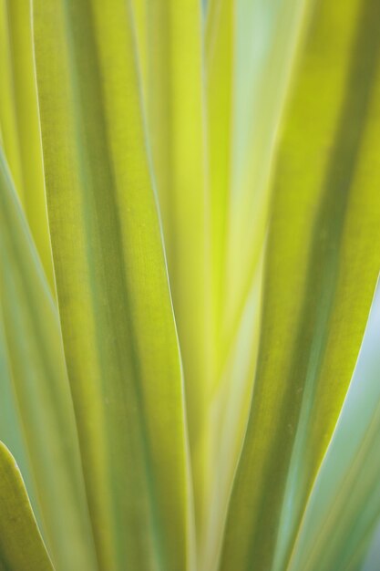 Foto prossimo piano di una foglia verde