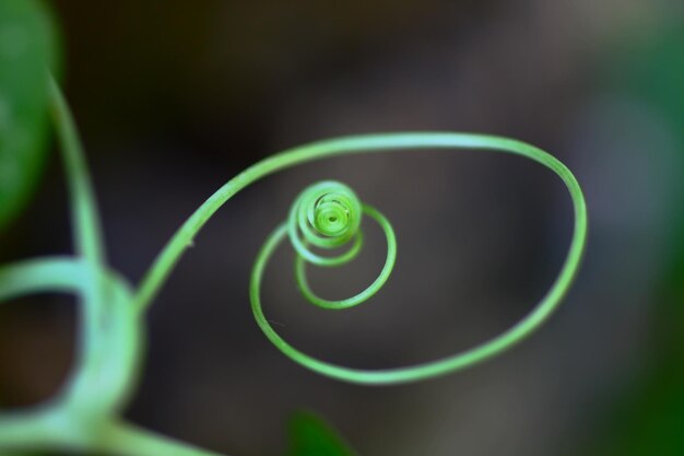 Close-up of green leaf