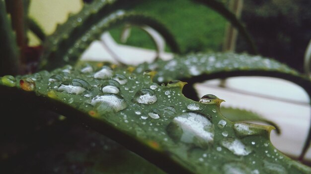 Foto prossimo piano di una foglia verde