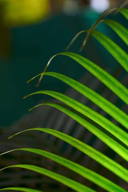 Close-up of green leaf