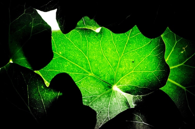 Foto prossimo piano di una foglia verde