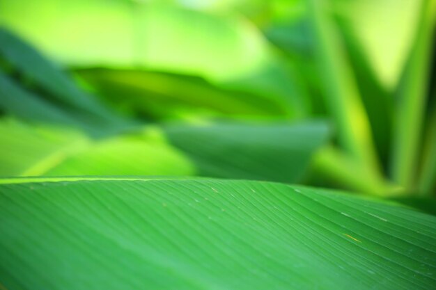 Close-up of green leaf