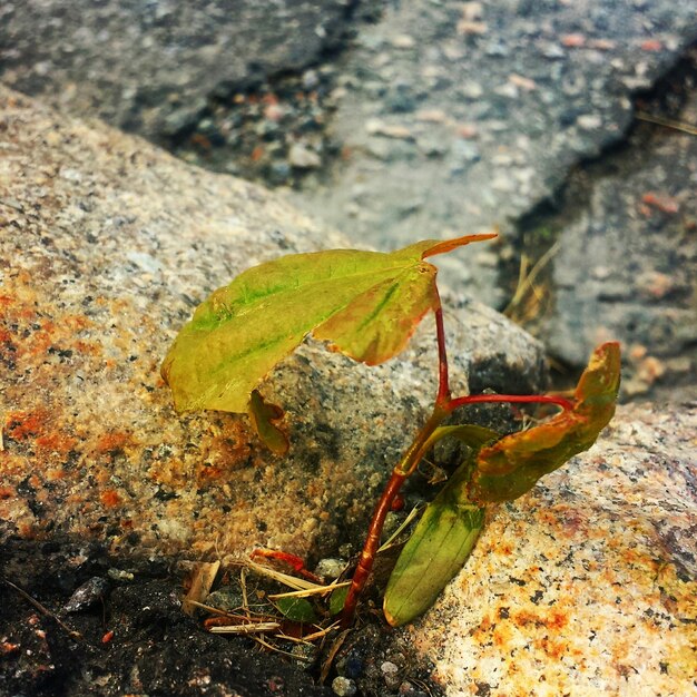 Foto prossimo piano di una foglia verde