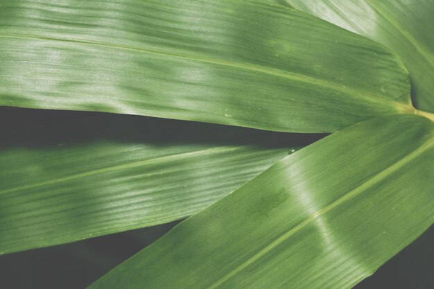 Foto prossimo piano di una foglia verde