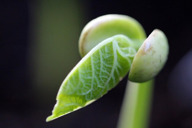 Photo close-up of green leaf