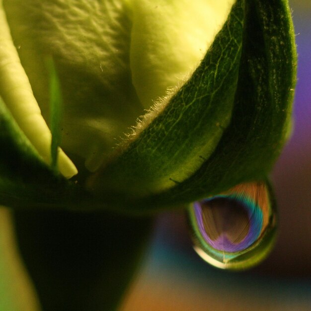 Close-up of green leaf