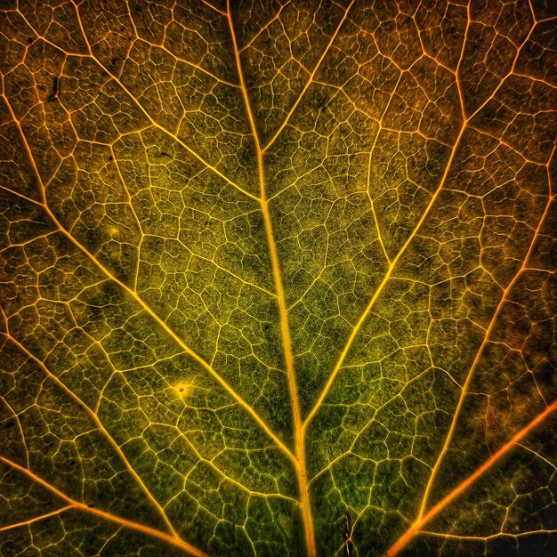 Close-up of green leaf