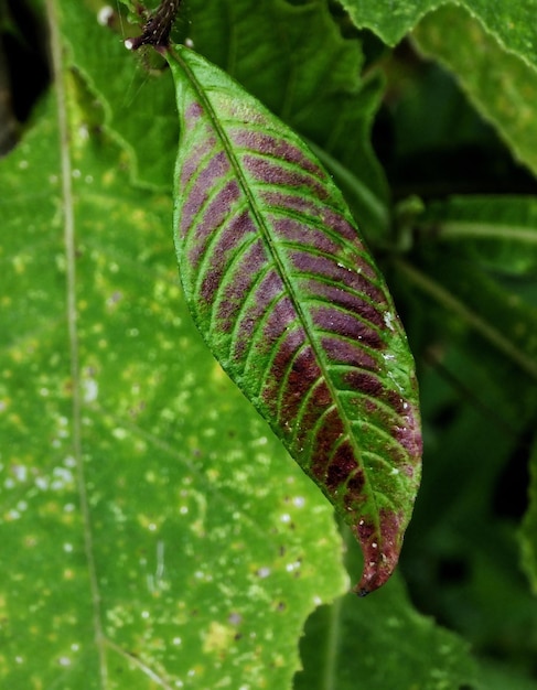 Foto prossimo piano di una foglia verde