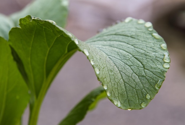 Close-up of green leaf