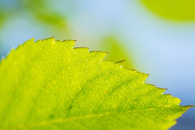 Close-up of green leaf