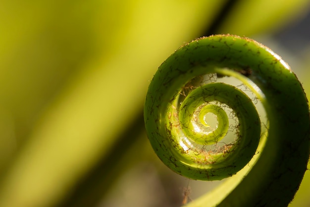 Primo piano di foglia verde