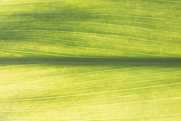 Close up green leaf