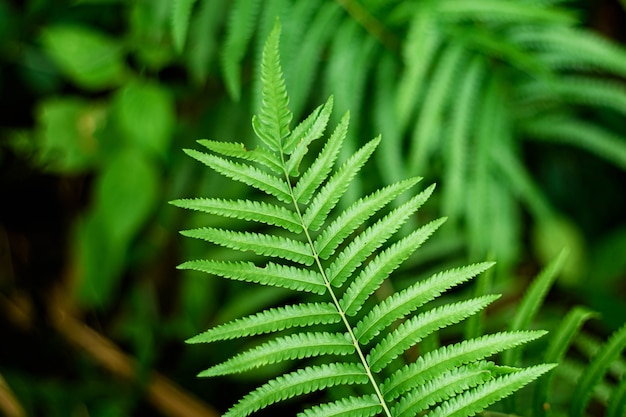 Close-up of a green leaf