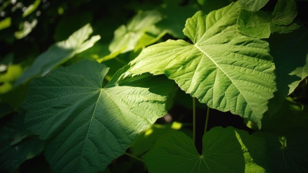 A close up of a green leafy plant