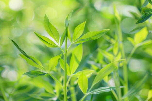 Close Up of a Green Leafy Plant