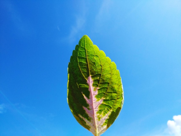 Close-up of green leaves against blue sky