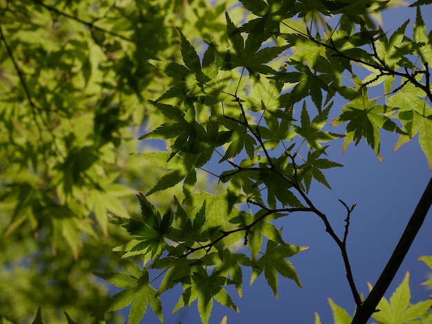 Close-up of green leaves against sky