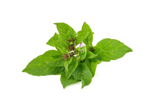 Foto close-up di foglie verdi su sfondo bianco