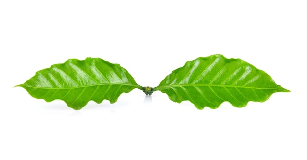 Close-up of green leaves against white background