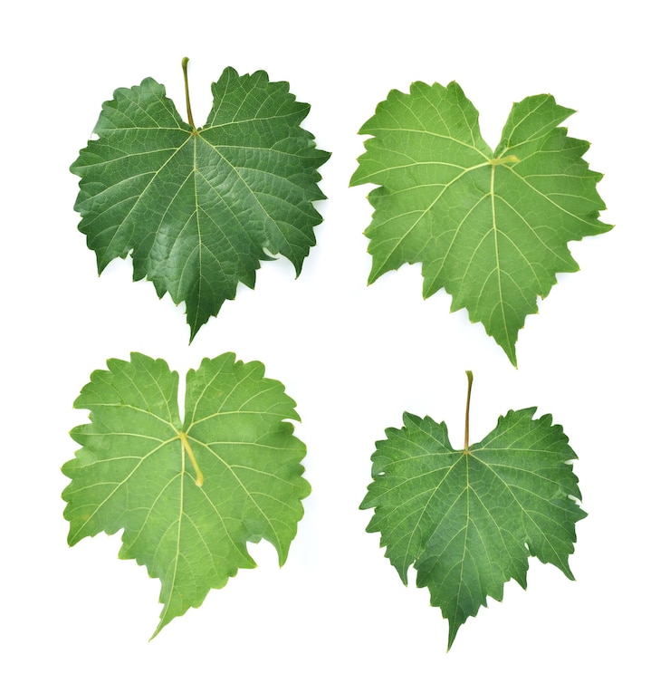 Photo close-up of green leaves against white background
