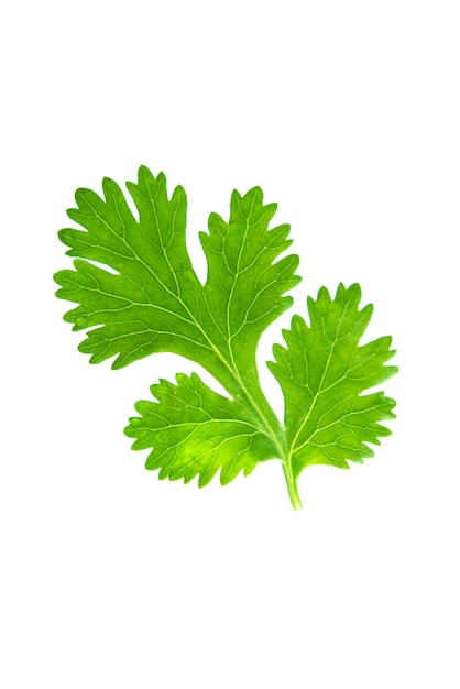 Foto close-up di foglie verdi su uno sfondo bianco