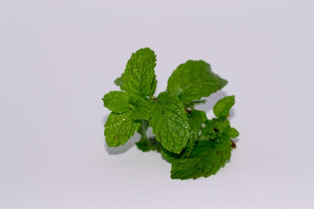 Photo close-up of green leaves against white background