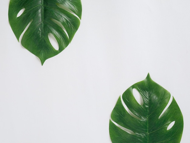 close-up of green leaves against white background
