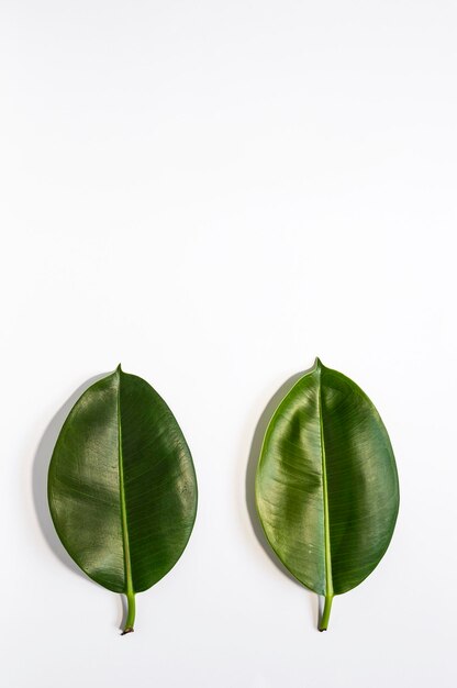 Photo close-up of green leaves against white background