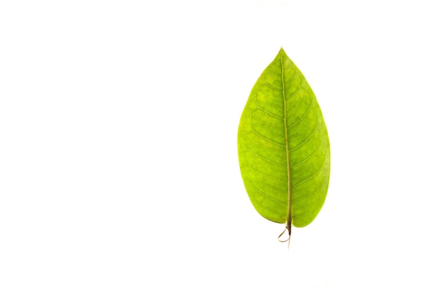 Photo close-up of green leaves against white background