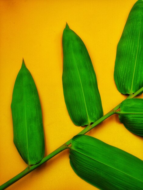 Close-up of green leaves against yellow background