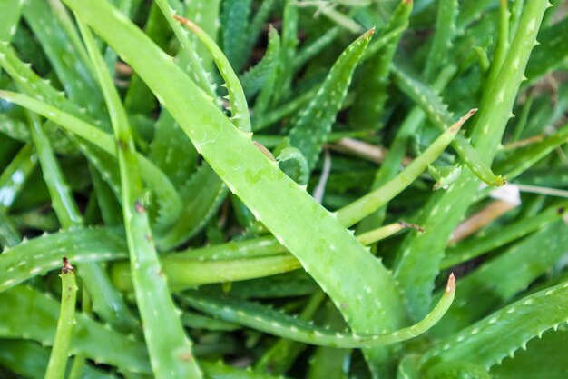 Close up green leaves of Aloe Vera Plant herbal medicine for skin care