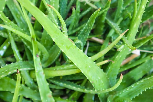 スキンケアのためのアロエベラ植物ハーブ薬の緑の葉を閉じます