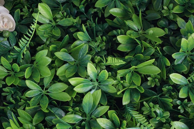 Photo a close up of green leaves background nature concept copy space