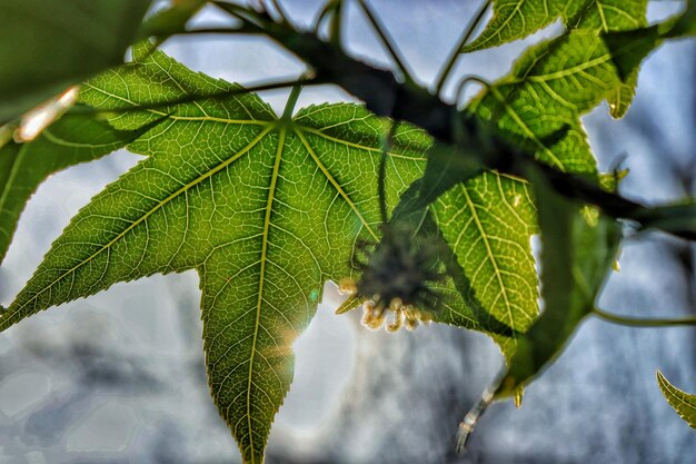 Close-up of green leaves on branch