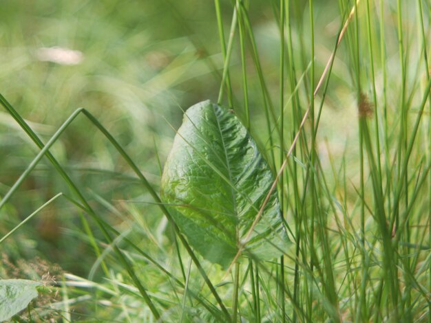 Close-up of green leaves on field